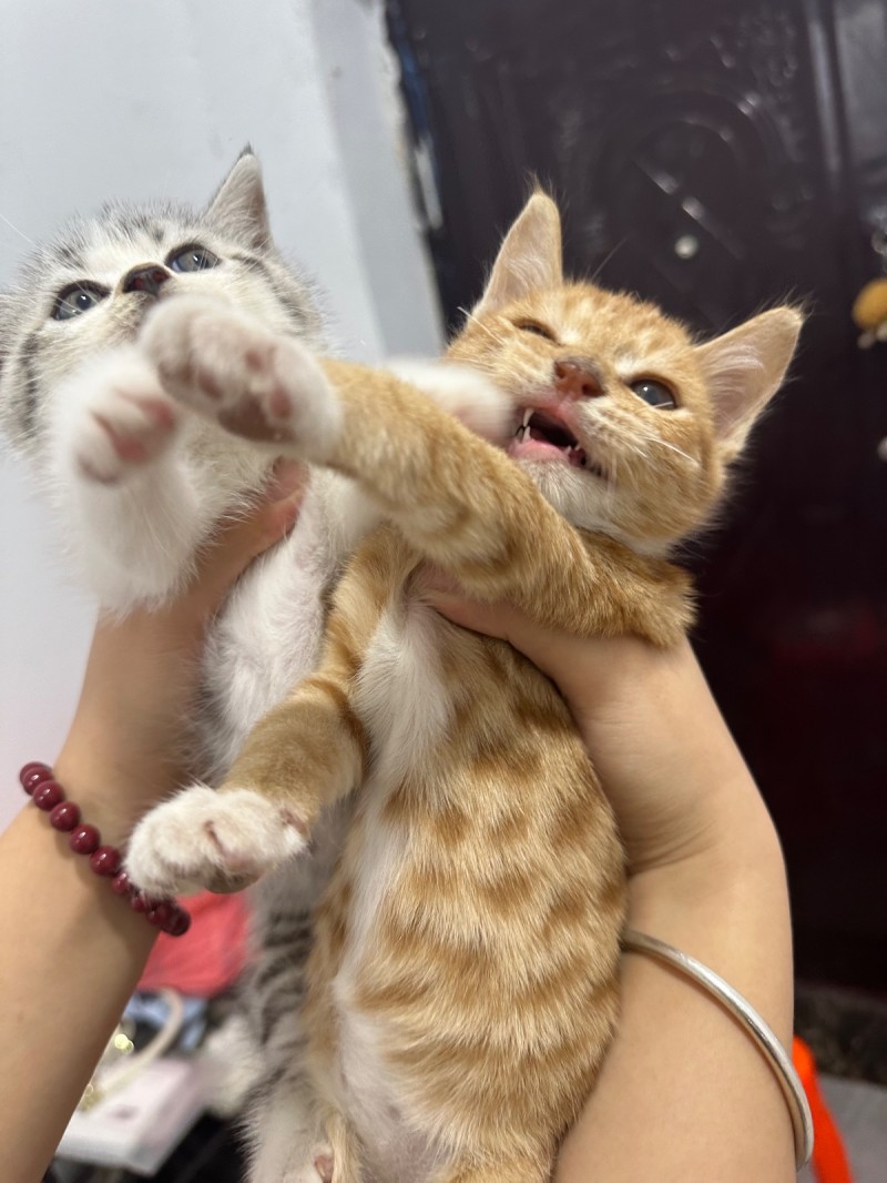 免费领养猫咪自提（第 3 张）