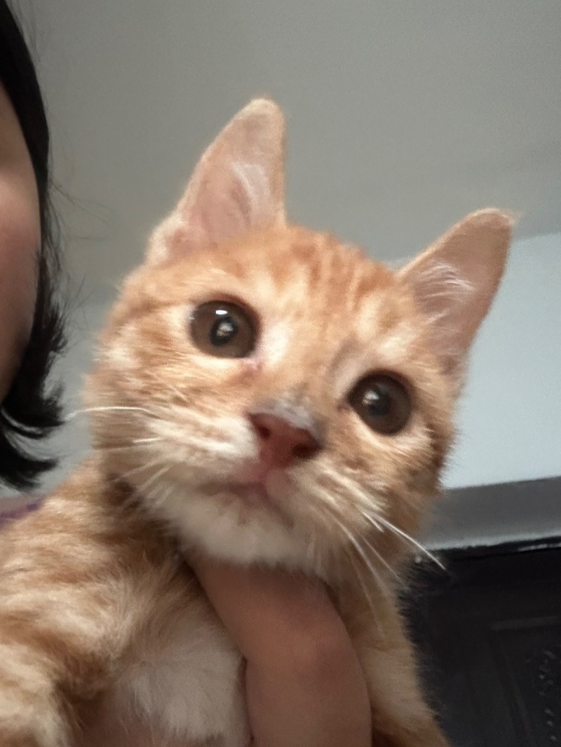 免费领养猫咪自提（第 4 张）