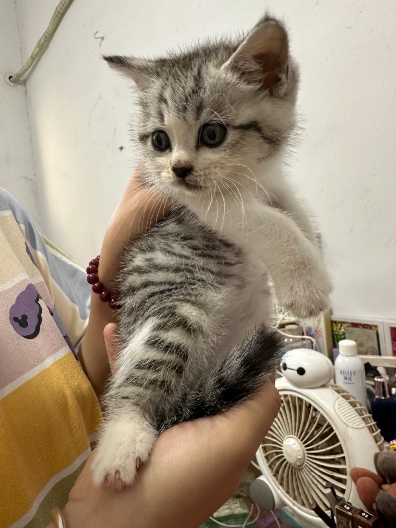 免费领养猫咪自提（第 5 张）