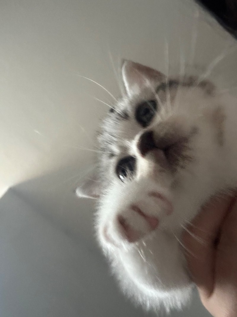 免费领养猫咪自提（第 6 张）