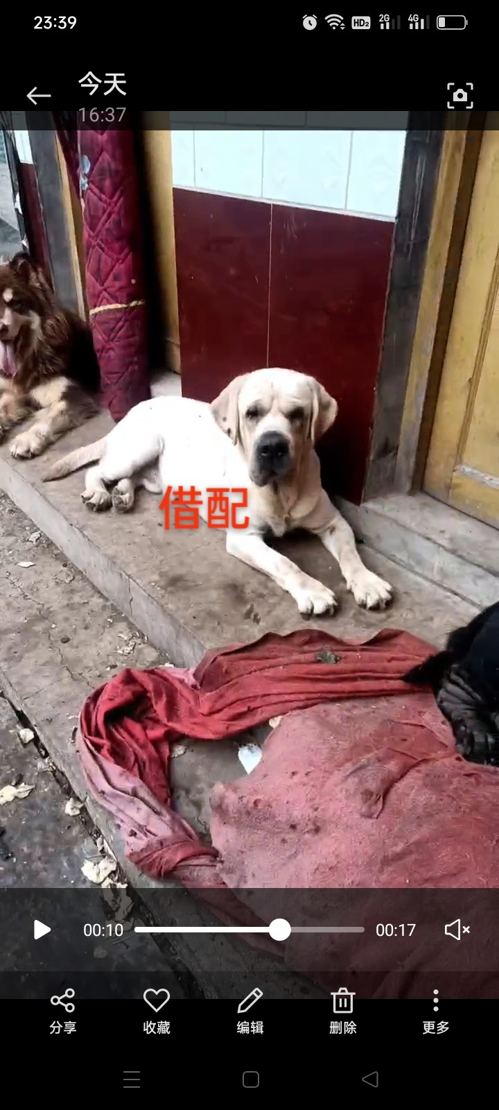 借配！小体爆毛比熊对外配狗
两条猪版拉布拉多对外配狗，大头宽嘴骨架大拉布拉多白（第 2 张）