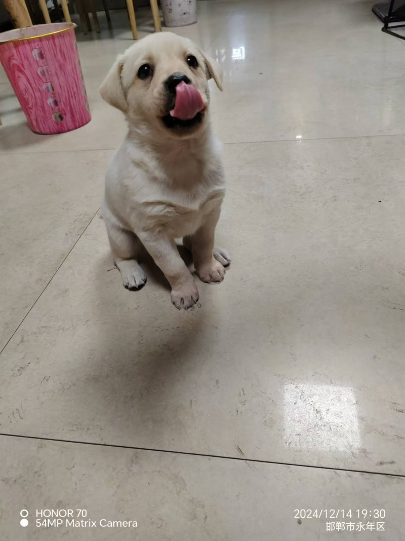 50天的拉布拉多小公犬，500一只（第 2 张）