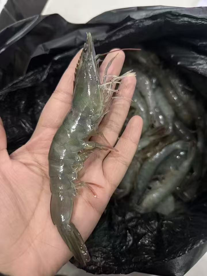 新鲜大虾，不是冻虾100元5斤
新鲜大虾，新鲜大虾需要联系我
地址：河北省邯（第 1 张）