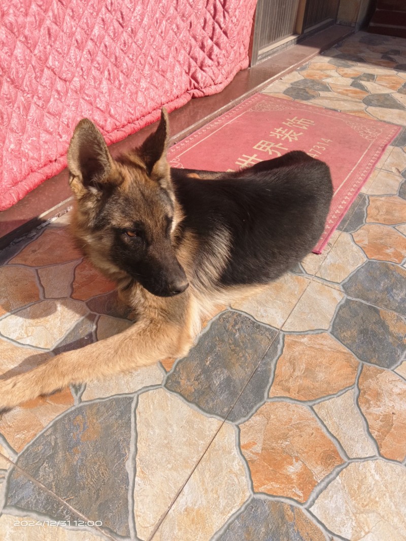 德牧犬母犬一只9个月大，1000元出售有想要的联系，自家养的（第 1 张）