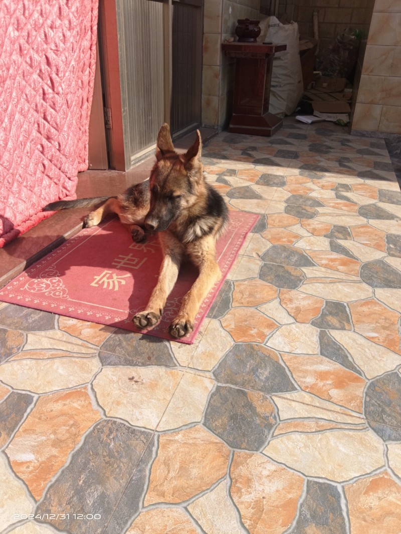 德牧犬母犬一只9个月大，1000元出售有想要的联系，自家养的（第 2 张）