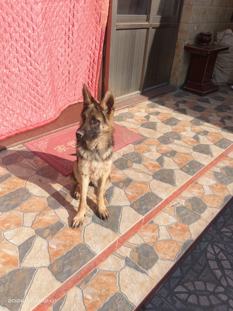 德牧犬母犬一只9个月大，1000元出售有想要的联系，自家养的（第 3 张）