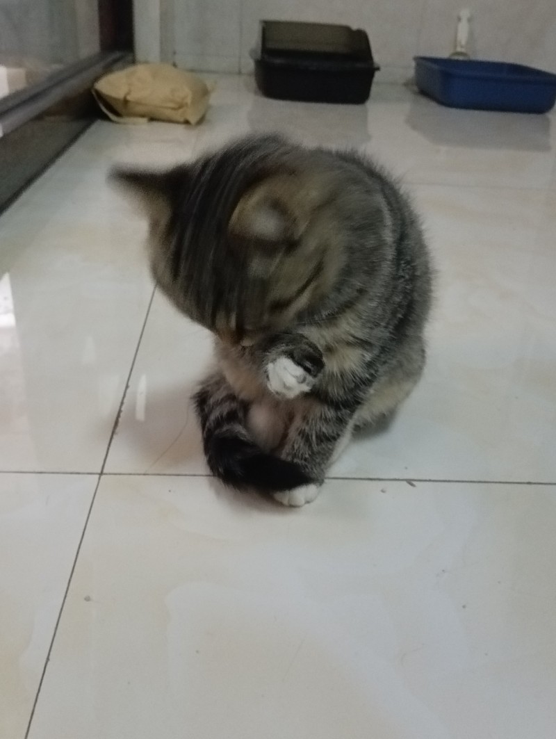 免费送只小猫英短可以领养，因家里有刚出生的小孩不得不送出小猫，希望找个有基础条件（第 3 张）