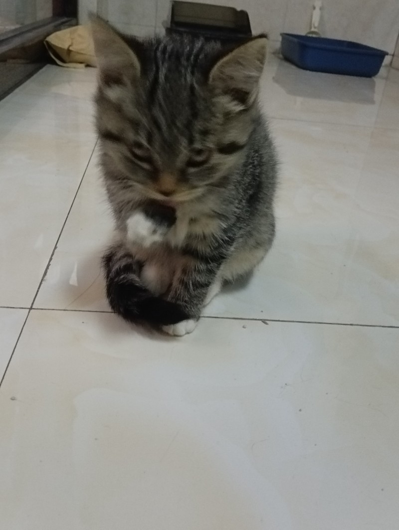 免费送只小猫英短可以领养，因家里有刚出生的小孩不得不送出小猫，希望找个有基础条件（第 4 张）