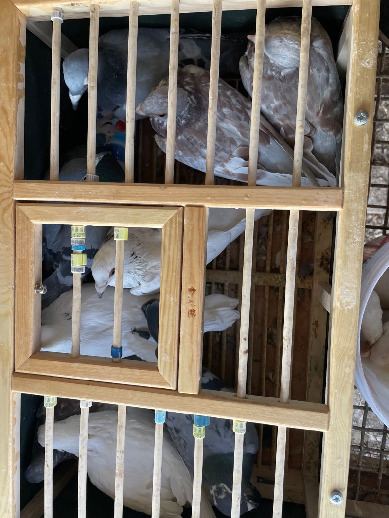 永年区名关县城常年出售成年赛鸽，100一对，运费自理，支持自提。（第 8 张）