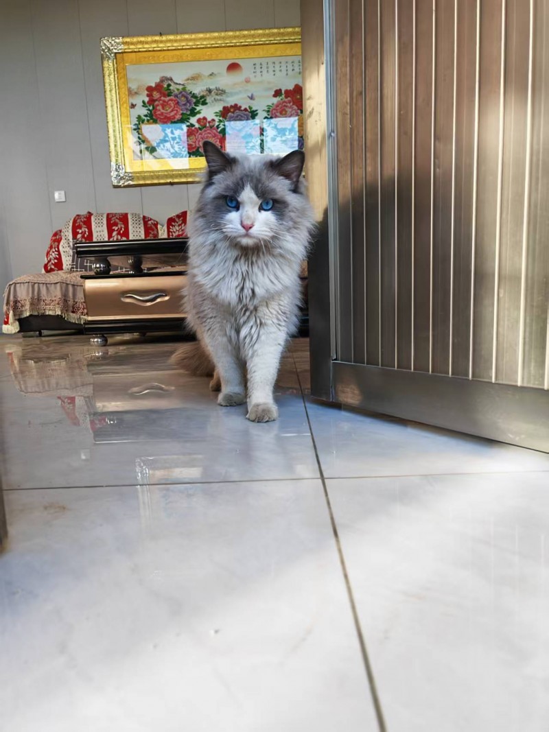 布偶小男猫，免费领养有想养的联系（第 1 张）