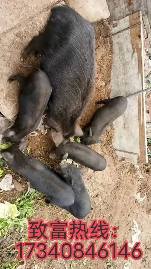 想开启特色养殖致富路？看这里！我们的二代野猪苗，血统纯正，抗病能力强，好养活、长（第 1 张）