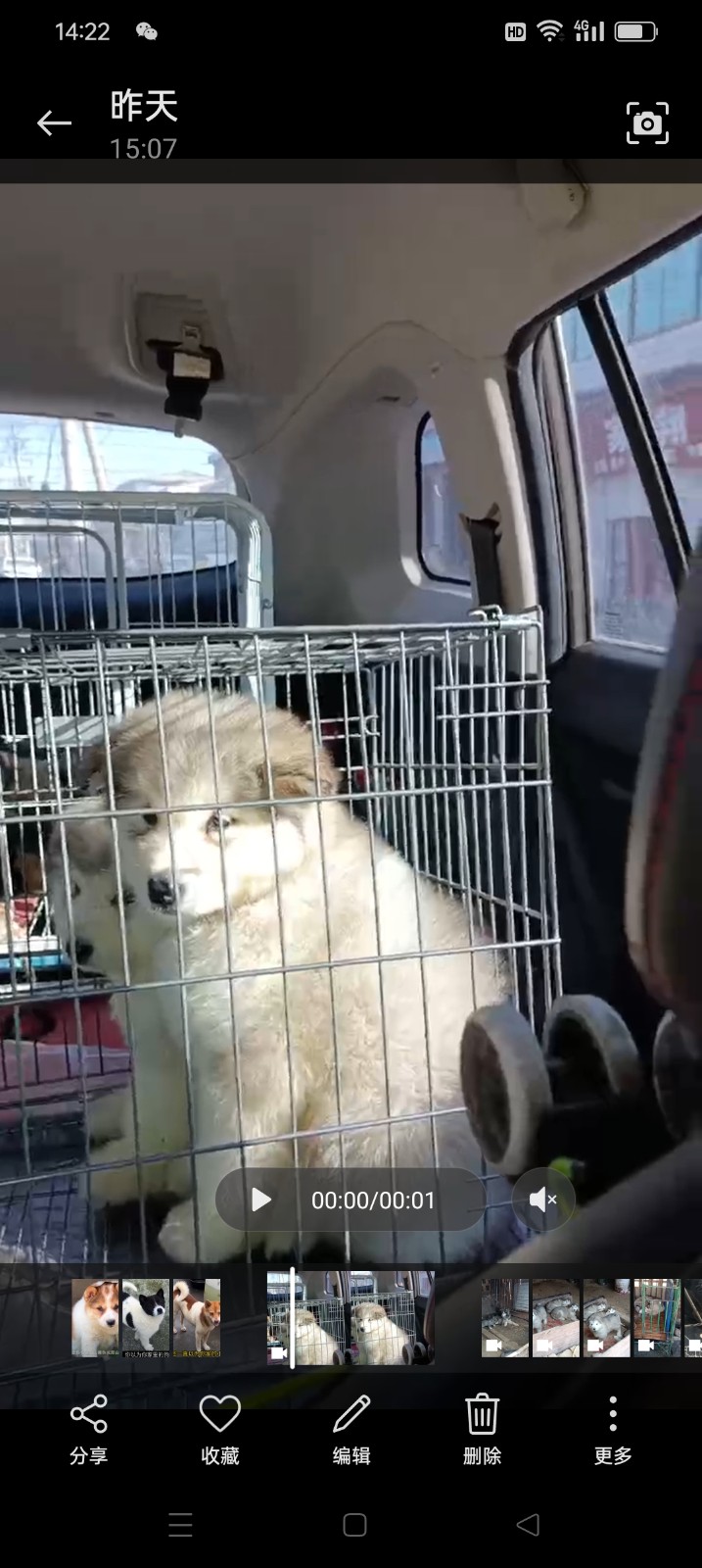 出售阿拉斯加幼犬，2个月，需要的老板联系（第 1 张）