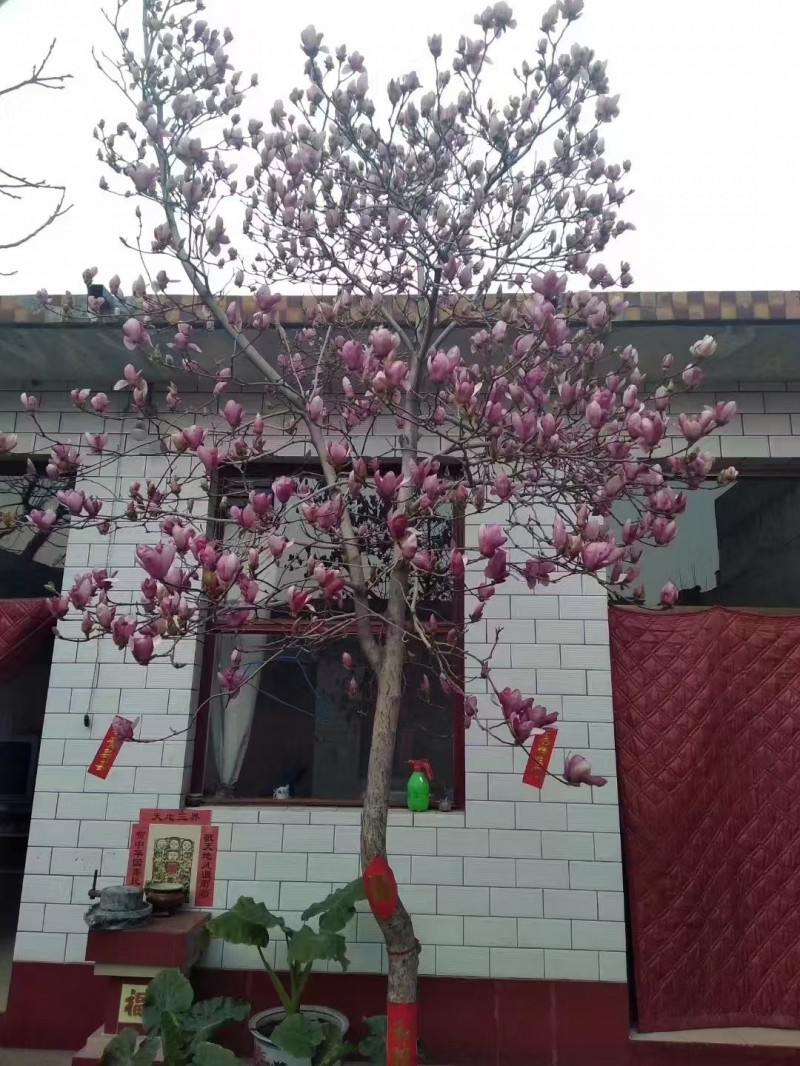 出售玉兰树一颗，1.5米鱼缸一个（第 2 张）