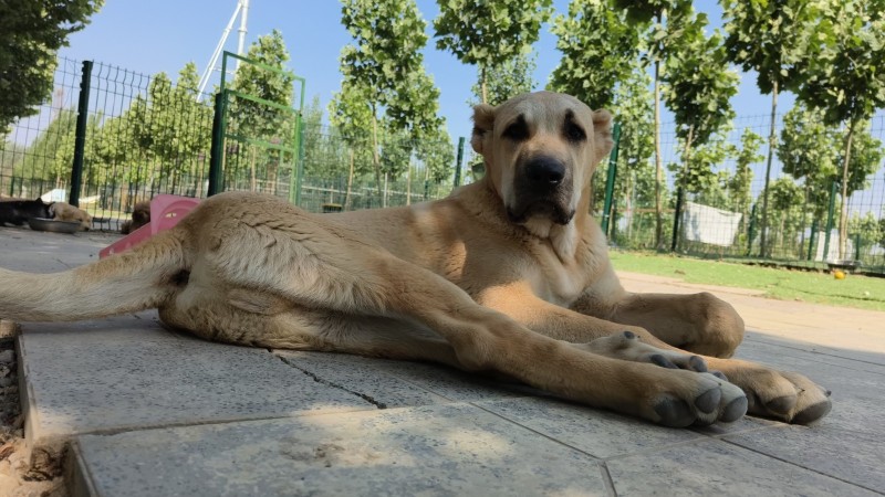 邯郸市丛台区
赵王爱犬训练基地！！！
基地开设:
工作犬训练护卫犬训练基本（第 3 张）