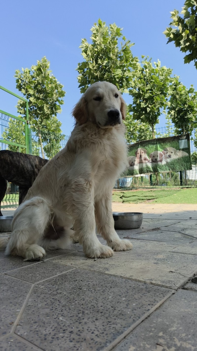 邯郸市丛台区
赵王爱犬训练基地！！！
基地开设:
工作犬训练护卫犬训练基本（第 1 张）