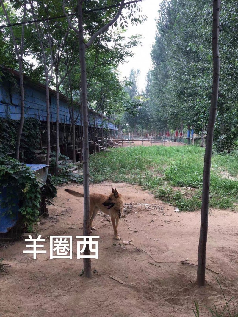 .出租土地，出租羊圈。 可养殖，可种植，面积大，水电设备齐全。 配套完善，有住房（第 6 张）