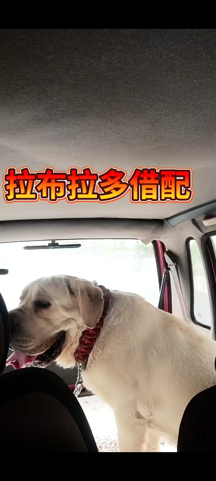 借配！小体爆毛比熊对外配狗
两条猪版拉布拉多对外配狗，大头宽嘴骨架大拉布拉多白（第 4 张）