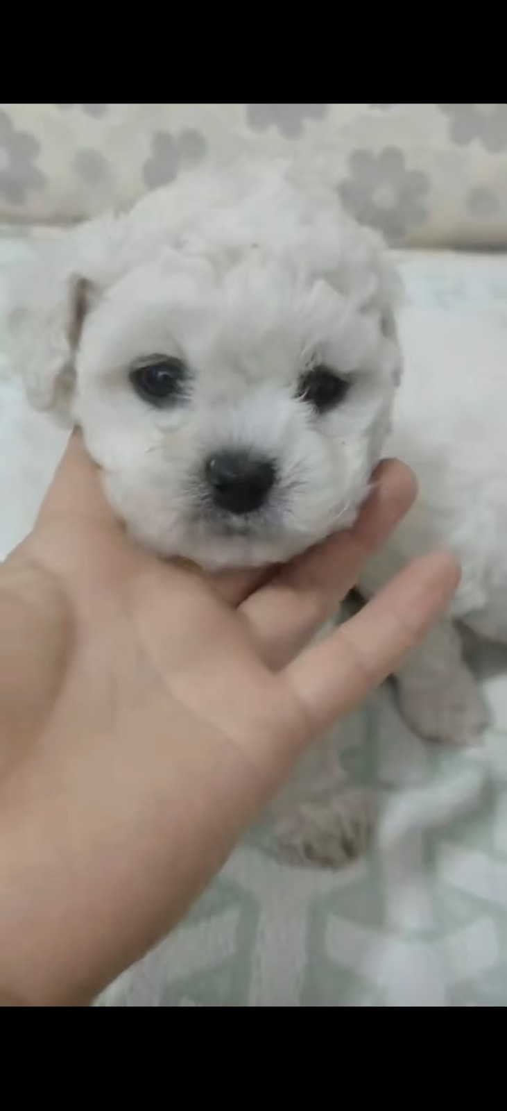 比熊幼犬出售一窝5只3公2母，要的抓紧预定了，手慢就没有了（第 1 张）