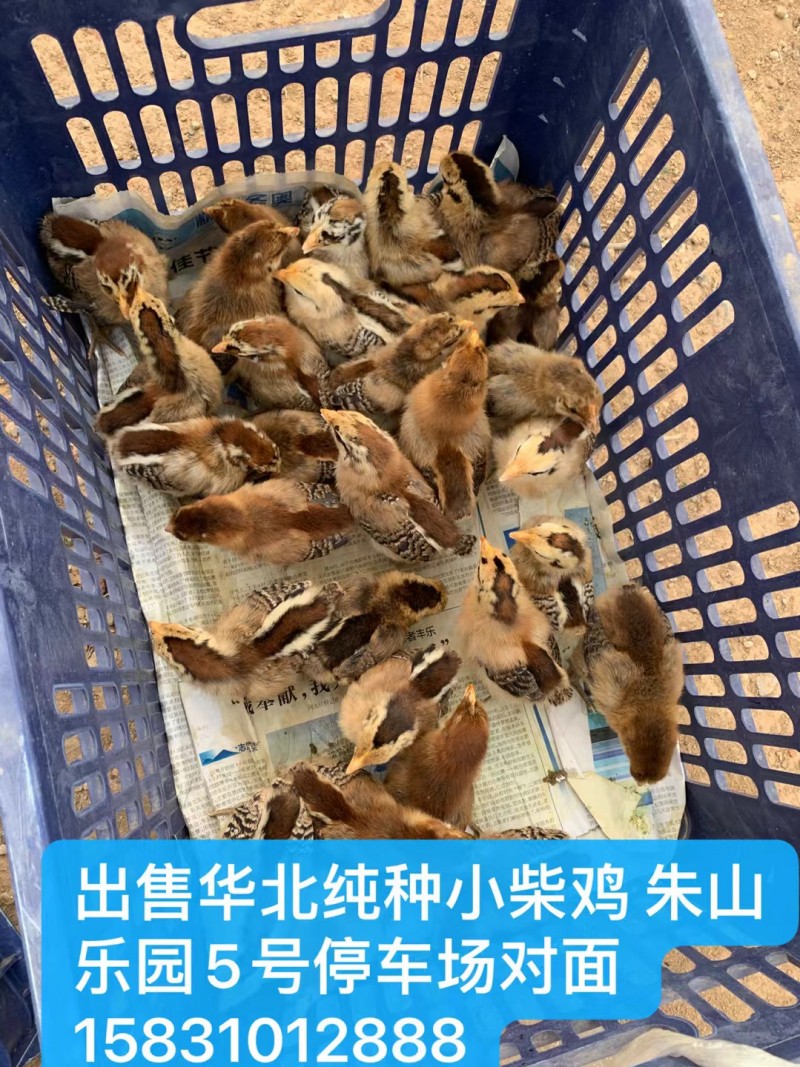出售华北纯种小柴鸡 
朱山乐园5号停车场对面（第 1 张）