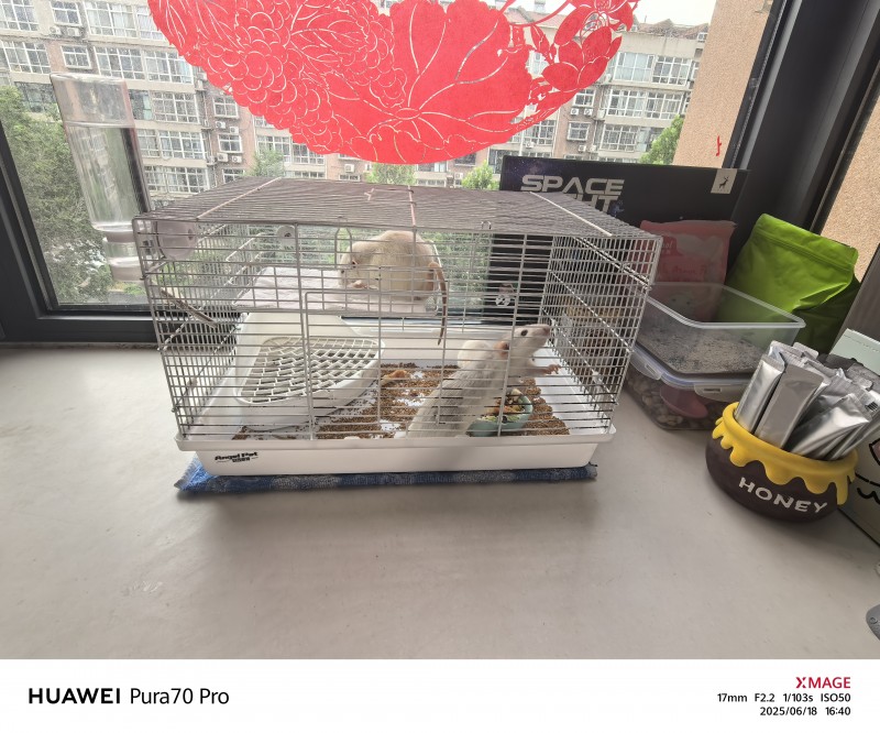 想领养的联系，性格温顺，带笼子吃的粮，零食（第 2 张）