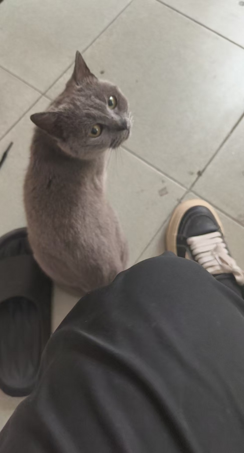 蓝猫多多 性格超级好听话，160，有需要联系，最好自提（第 1 张）