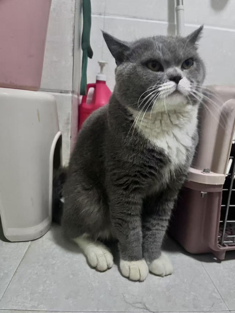 正宗蓝猫领养联系（第 1 张）