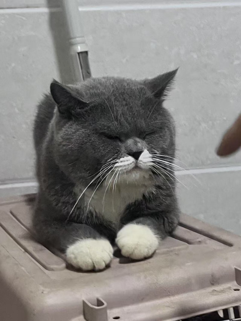 正宗蓝猫领养联系（第 2 张）