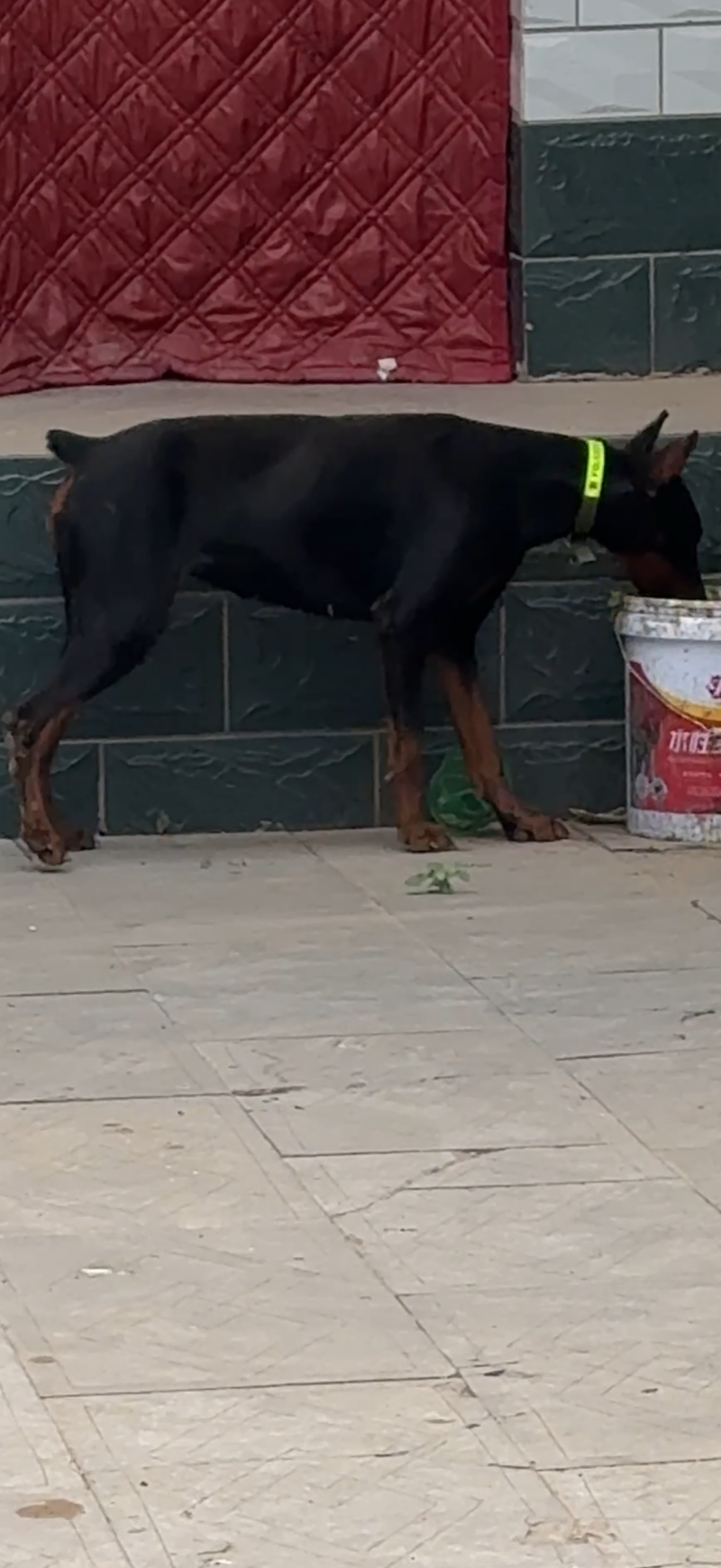 特价出售一只德系杜宾犬。耳朵以立起，母1岁2个月，可以搞繁殖喜欢的老板联系。。（第 1 张）