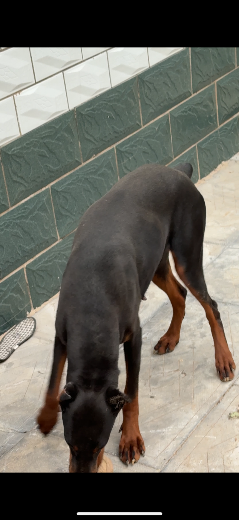 特价出售一只德系杜宾犬。耳朵以立起，母1岁2个月，可以搞繁殖喜欢的老板联系。。（第 3 张）