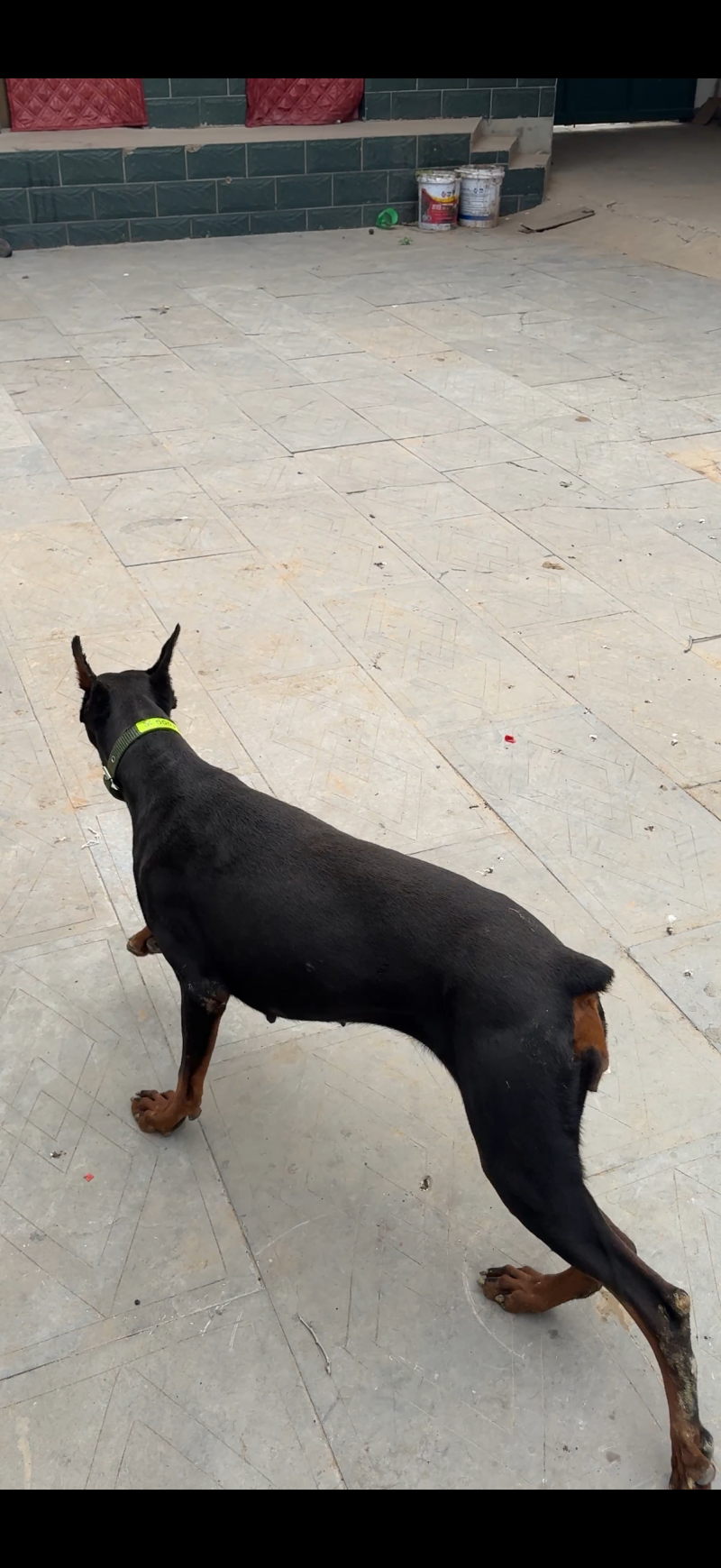 特价出售一只德系杜宾犬。耳朵以立起，母1岁2个月，可以搞繁殖喜欢的老板联系。。（第 4 张）