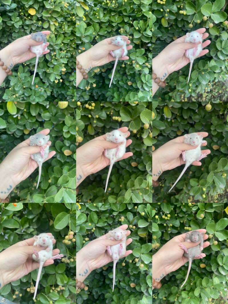 直播销售宠物类（第 3 张）