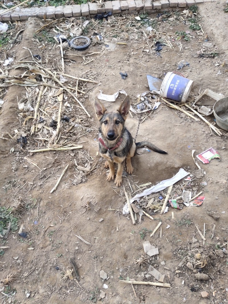 昆明犬一只6个月大，现卖400元，有要的联系，，（第 1 张）