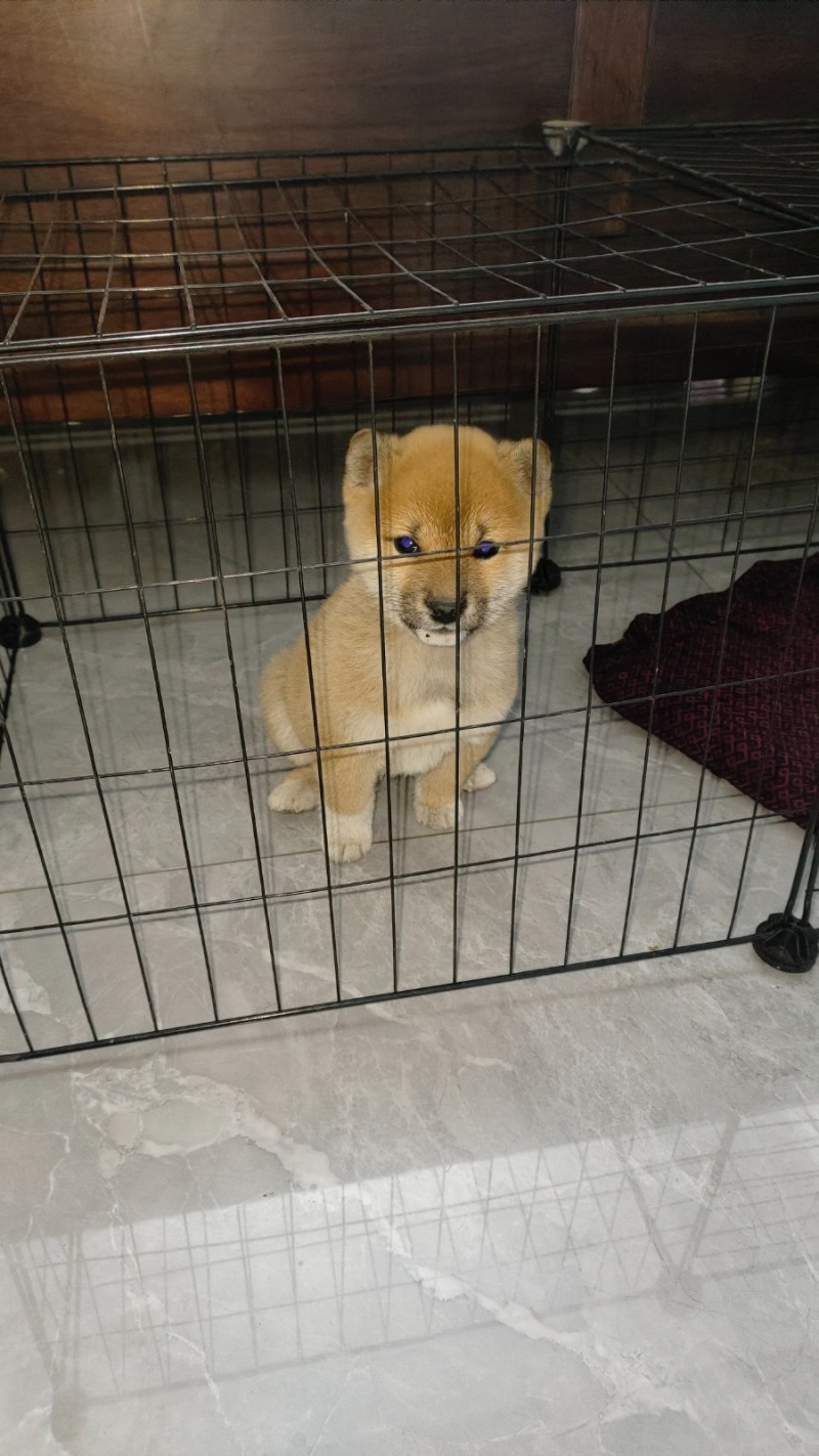 出售柴犬小狗一只（第 1 张）