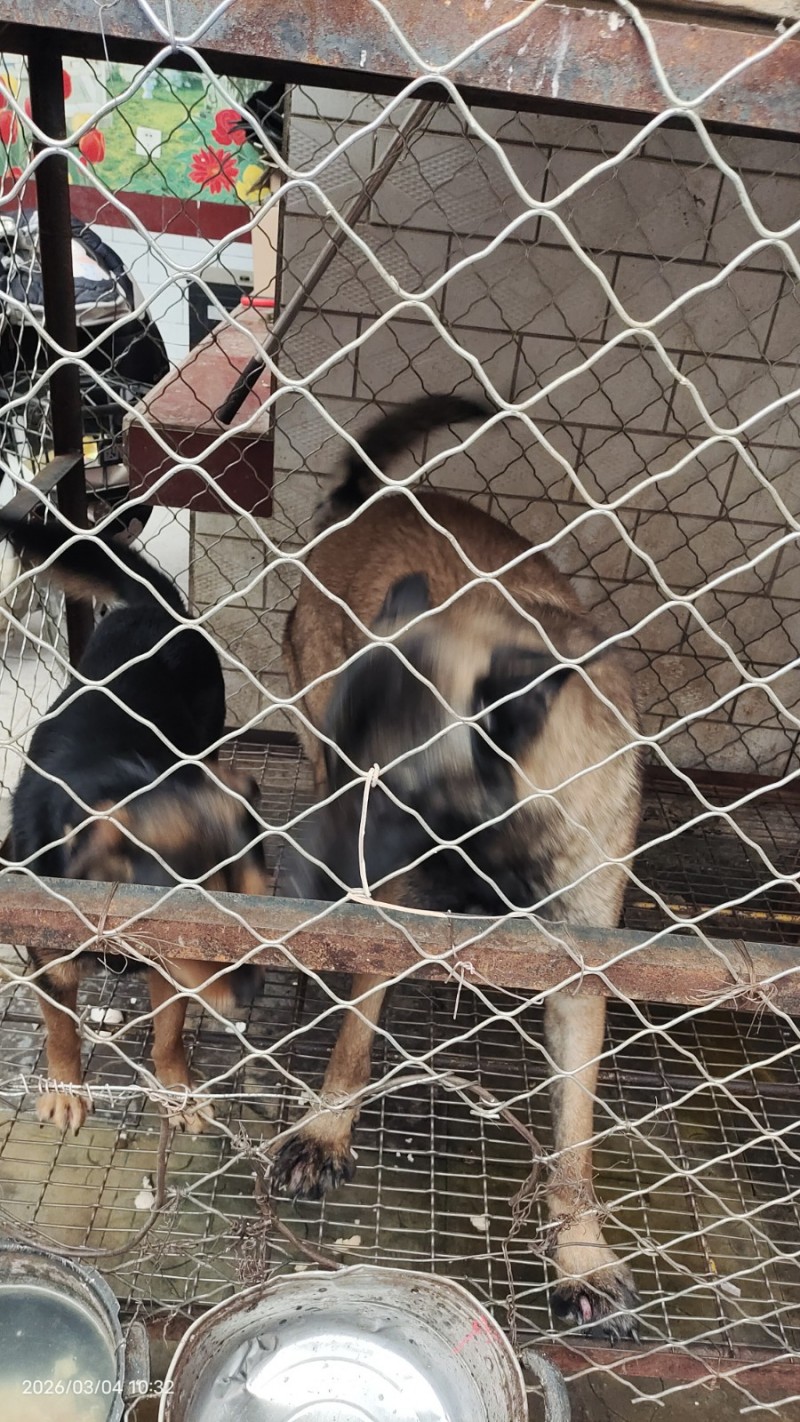 出售马犬，公。8个月疫苗进口狂犬都打了，现在有两个狗一个不想养了，出售800元马（第 1 张）