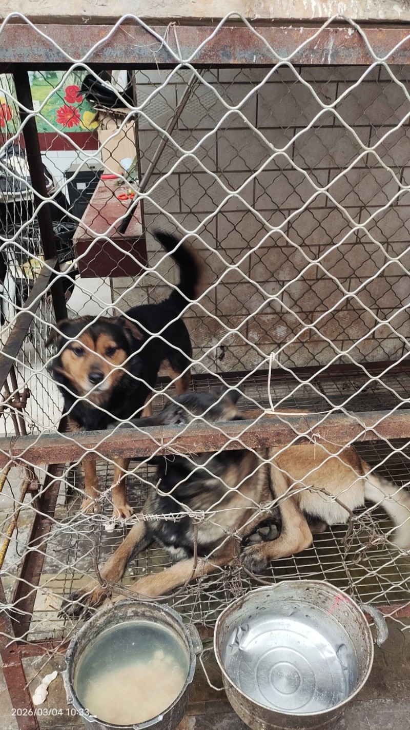 出售马犬，公。8个月疫苗进口狂犬都打了，现在有两个狗一个不想养了，出售800元马（第 2 张）