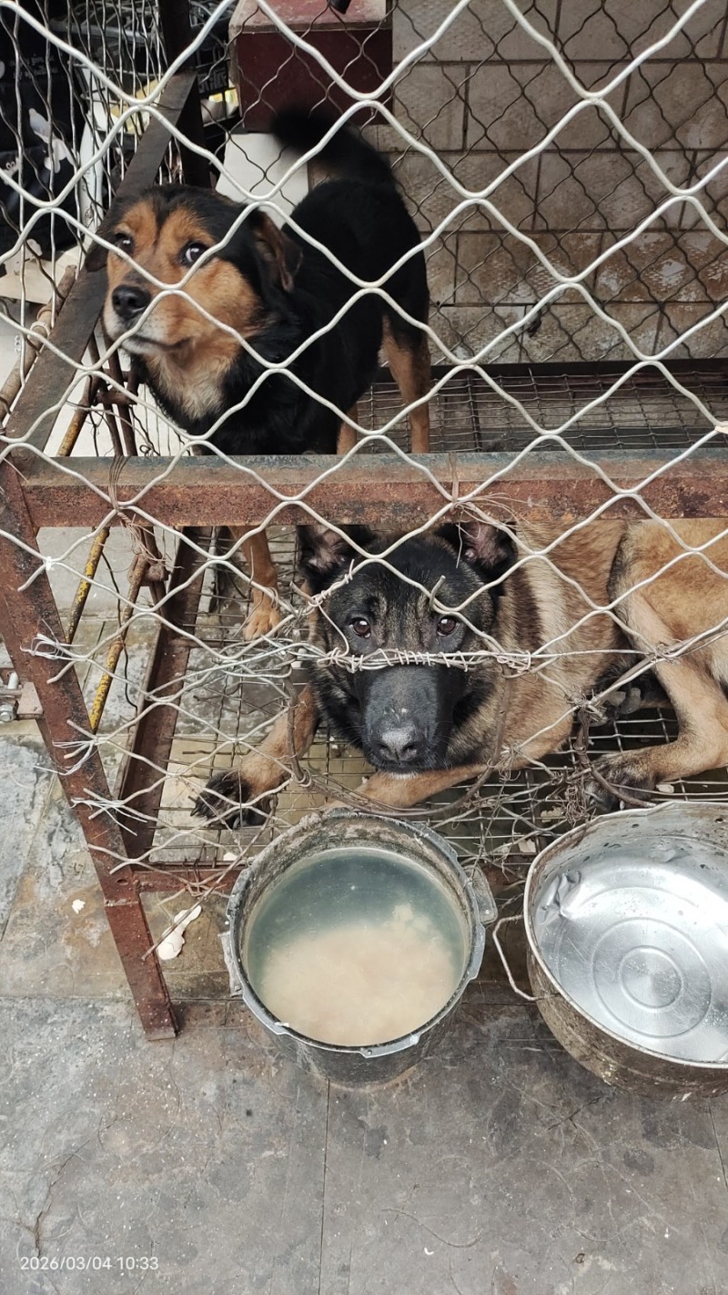 出售马犬，公。8个月疫苗进口狂犬都打了，现在有两个狗一个不想养了，出售800元马（第 3 张）
