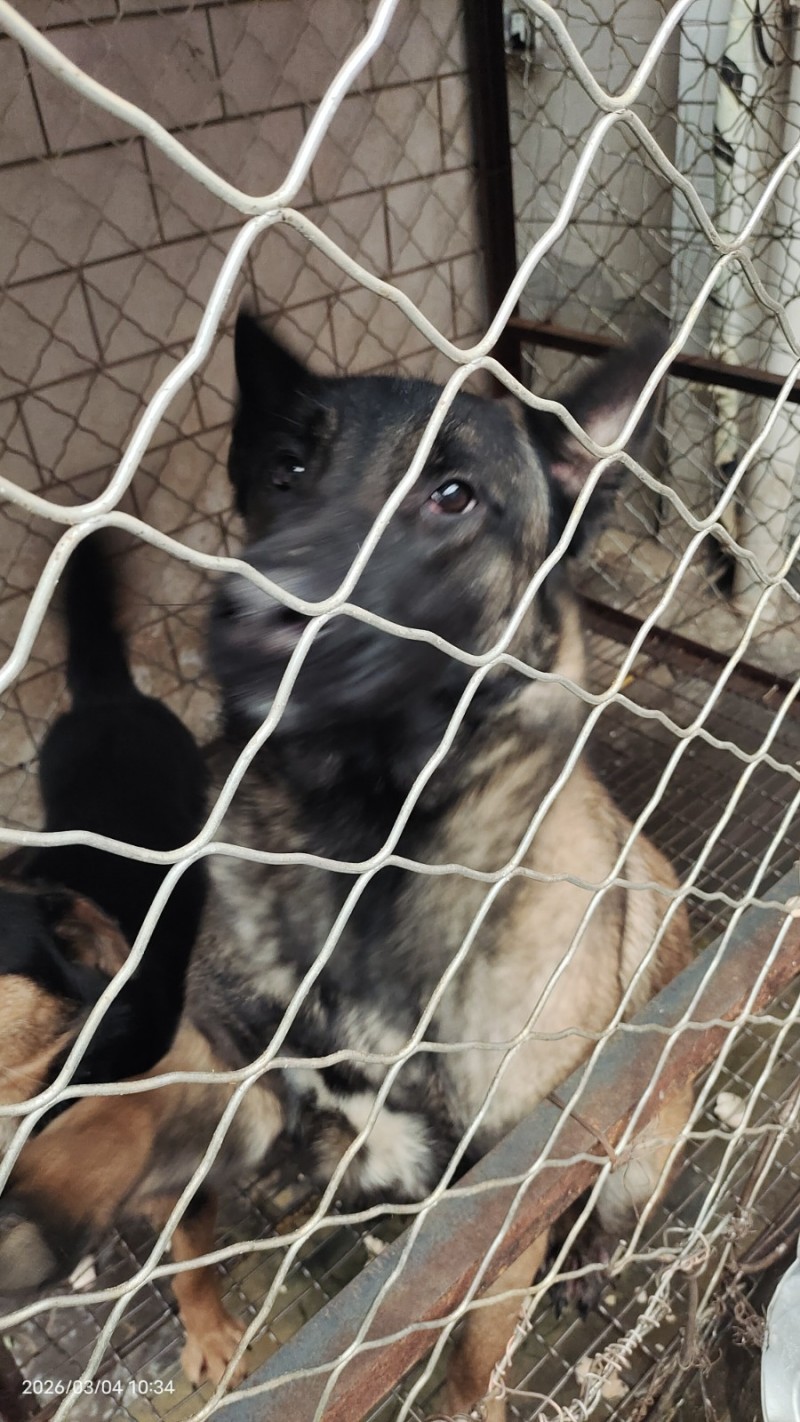 出售马犬，公。8个月疫苗进口狂犬都打了，现在有两个狗一个不想养了，出售800元马（第 4 张）