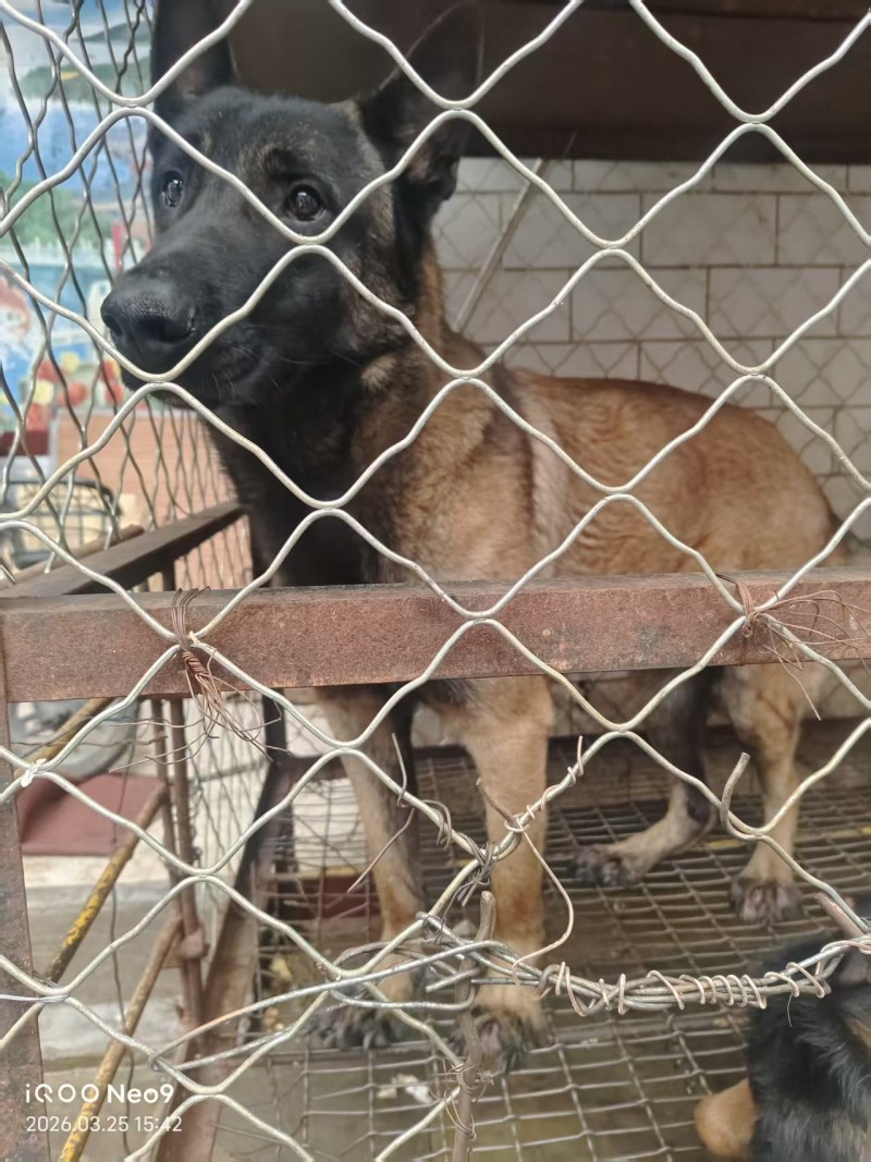 自家从小养大的马犬，予出售，带狗笼子
家里有小孩子，不适合养大型犬，所以急需出（第 1 张）