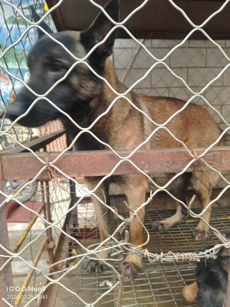 自家从小养大的马犬，予出售，带狗笼子
家里有小孩子，不适合养大型犬，所以急需出（第 2 张）