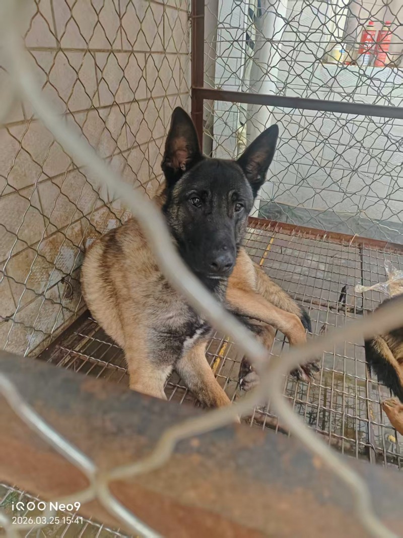 自家从小养大的马犬，予出售，带狗笼子
家里有小孩子，不适合养大型犬，所以急需出（第 3 张）