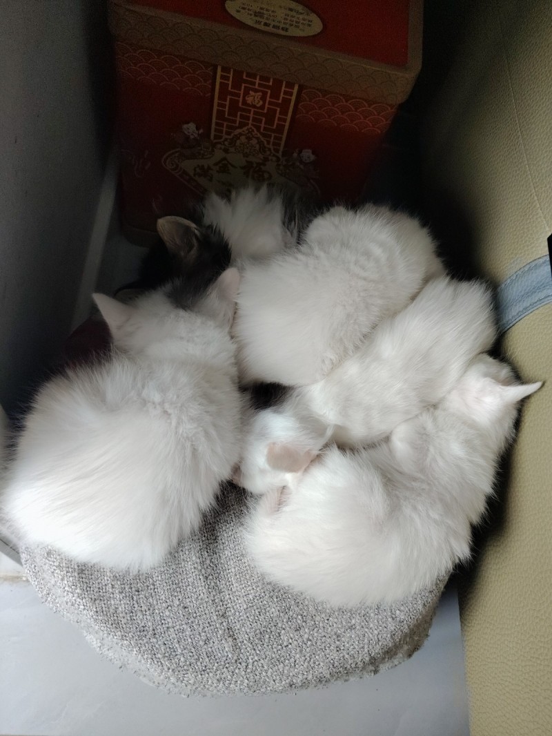 小猫带老猫带猫盆剩的猫粮谁要拿走，同城（第 1 张）