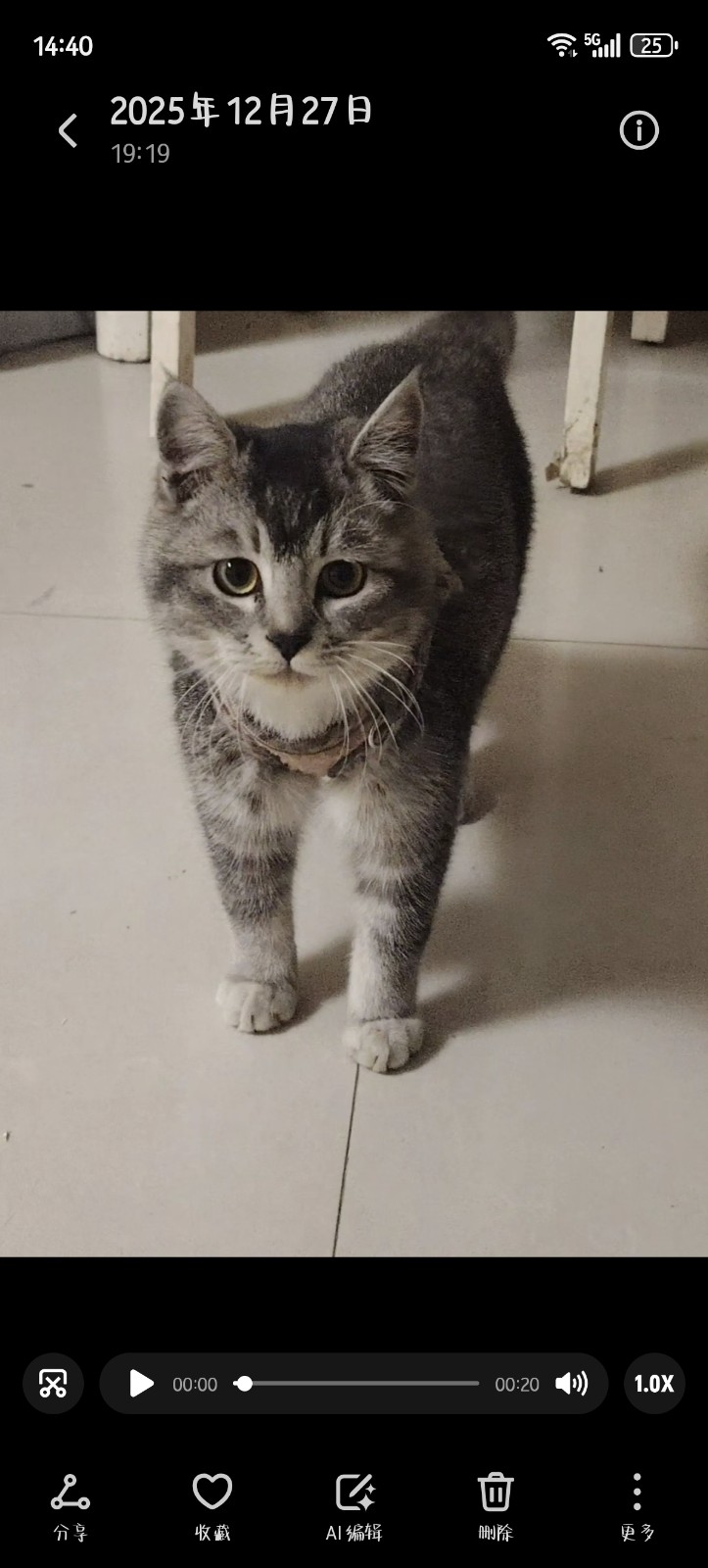 领养猫咪无偿，只希望找到一个对猫咪好的铲屎官，非诚勿扰仅限于名关附近，有意者可以（第 1 张）
