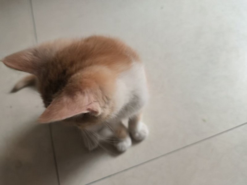 88出售小橘猫
已打针（第 1 张）