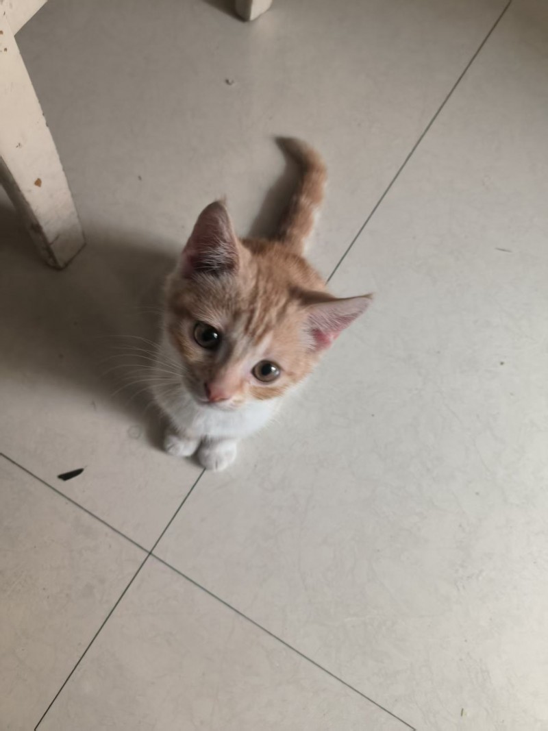 88出售小橘猫
已打针（第 2 张）